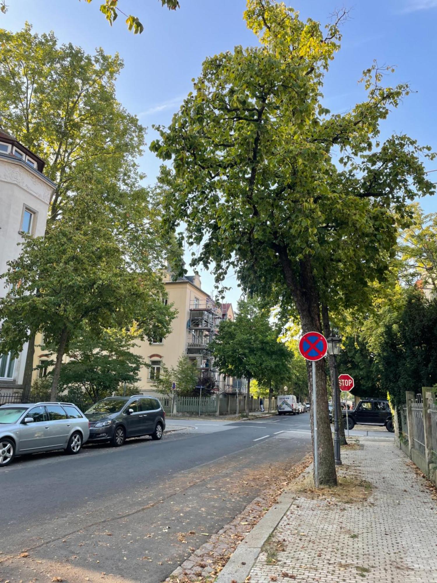 Toni Charming Apartment Im Idyllischem Villenviertel Mit Netflix Drezno Zewnętrze zdjęcie